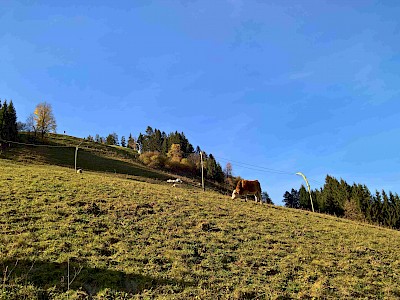 Hausberg bekommt ein Netz