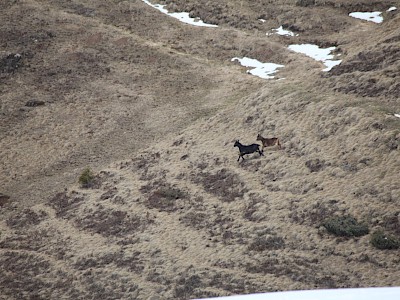 PREMIERE FÜR DIE K.S.C. RENNSPORTFAMILIE - Alpine Clubmeisterschaft auf der neuen Trainingspiste am Horn